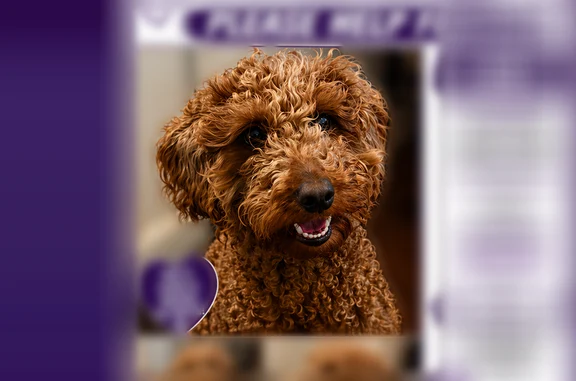 Lost female dog, 222nd Street, Queens - brown, golden curly coated puddle mix - photo