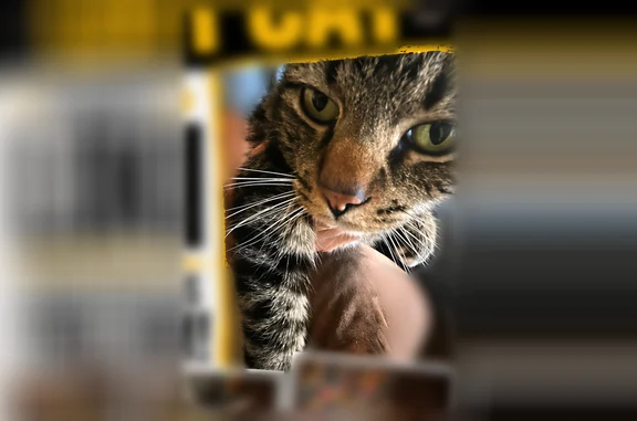 Lost cat, East High Street, Potosi - grey tabby with Roman nose - photo