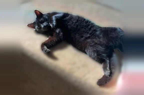 Missing cat Male, Washington (usl535604) - photo