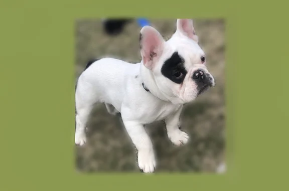 Missing dog Male, Grand Rapids (usl535605) - photo