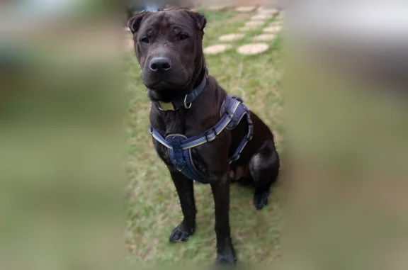 Lost and found pets White Hall, photo: Lost dog, Pinto Road, White Hall - Solid black male, 2 years old