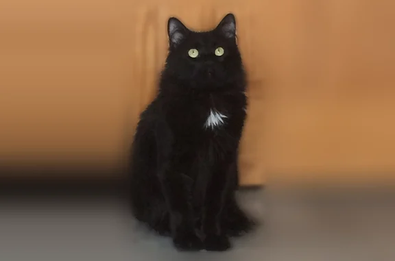 Missing cat Female, Arlington (usl535609) - photo