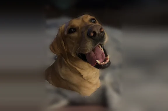 Lost Dog, 4th Street Northeast, Blackduck - Female with Multi Color Collar - photo