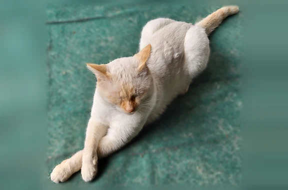 Lost male cat, Lickliter Street, Benton - white/tan, not fixed - photo