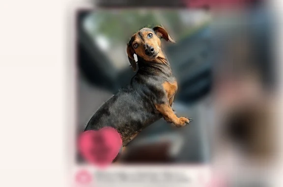 Missing dog Marion, photo: Lost dog, Par Drive, Marion - 15-year-old female dachshund