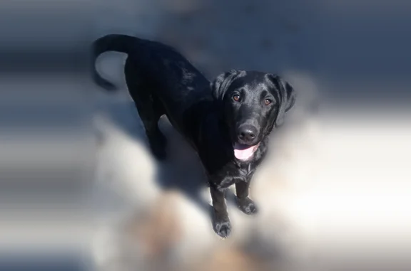 Lost dog, Hornbrook, Rocklin - male, solid black - photo