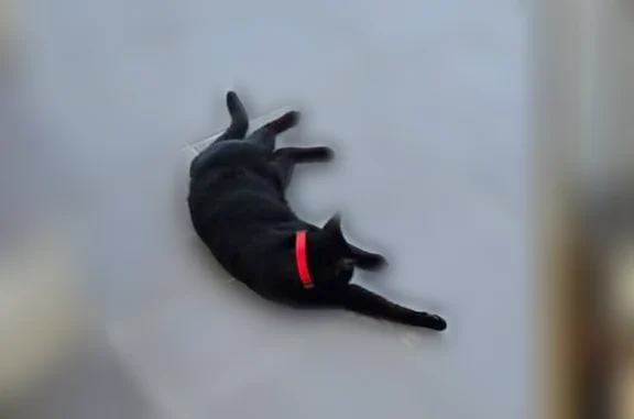 Lost male cat, Caniki Drive, Brown Bay - solid black with red collar - photo