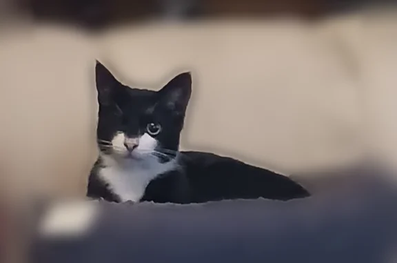 Lost cat, Lincoln Road, Brooklyn - black and white, one good eye - photo