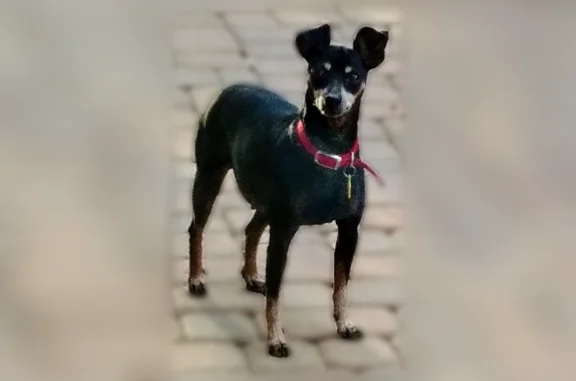Lost dog, Hozoni Drive, Sedona - female Miniature Pinscher with unique ears - photo