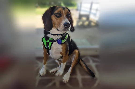 Lost dog, Oberlin, Ohio - female Beagle with pink harness - photo
