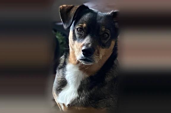 Missing dog Female, Chicago (usl535623) - photo