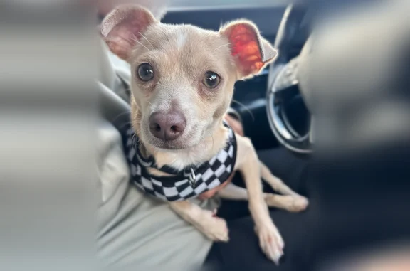 Lost and found pets Fort Worth, photo: Found dog, Cold Springs Road, 2700, Fort Worth - tan chihuahua with collar and sweater