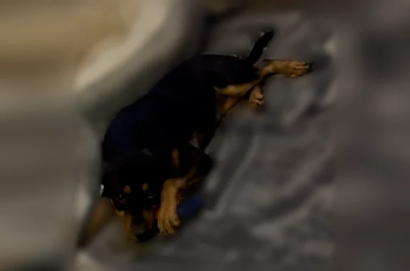 Lost and found pets Macon, photo: Lost dog, Spencer Circle, Macon - female, microchipped