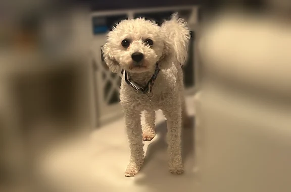 Lost male dog with white curly hair, Chicago - photo