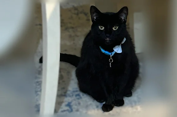 Lost cat, Battery Ridge Lane, Centreville - female, all black with white hairs - photo