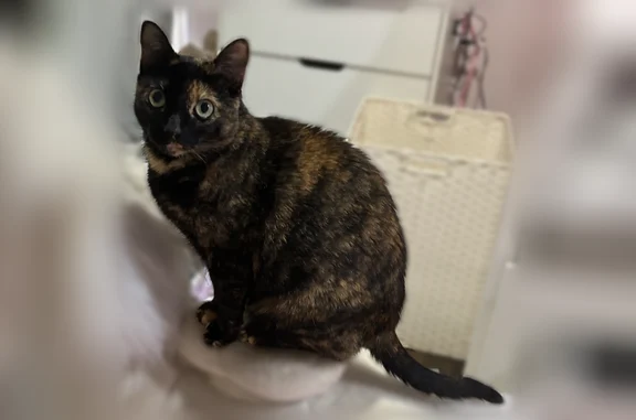 Lost cat, Meaders Lane, Dallas - black & brown, very friendly - photo