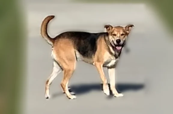 Lost dog, Kellan Way, Timnath, Colorado Springs - male with a red collar - photo