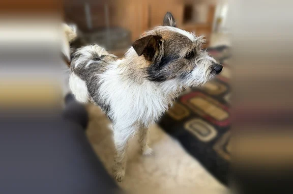 Lost and found pets San Jacinto, photo: Found dog, Old Mountain Avenue, San Jacinto - tri color wiry hair