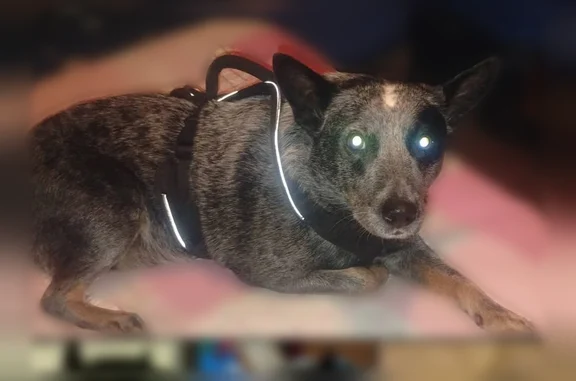 Lost dog, Nolensville Pike, Nashville - female blue heeler puppy - photo