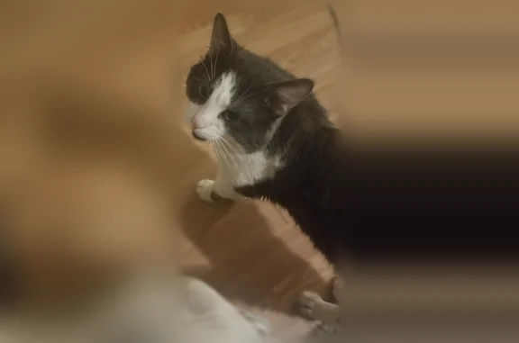 Lost male cat, Ashbourne Road, Anderson - gray and white, loves the outdoors - photo