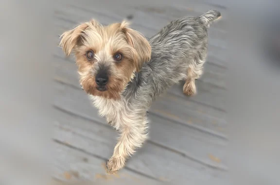 Missing dog Female, Bridgeport (usl535636) - photo