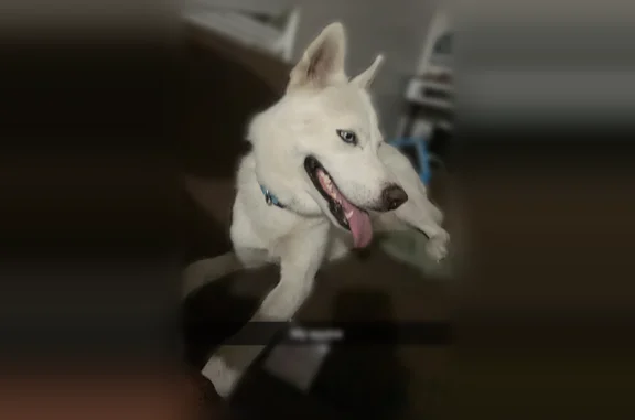 Lost dog, Monroe Street, 3691, Gary - white husky with blue eyes - photo