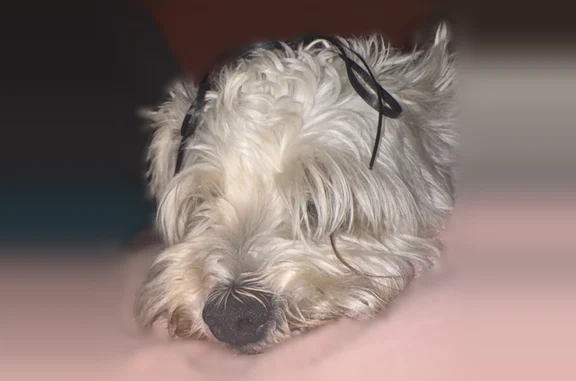 Lost dog, Runningbear Drive, Las Vegas - grey/white coat - photo