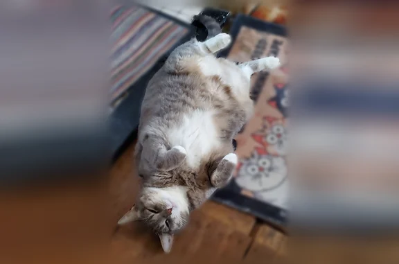 Lost cat, Bay Ridge Avenue, New York - female silver grey tabby - photo