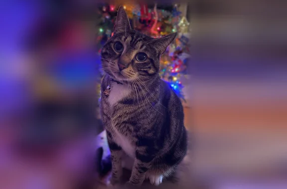 Lost cat, Windham, Maine - male tiger with swirl pattern - photo