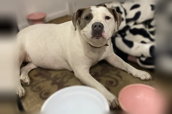 Lost and found pets Ogden, photo: Found dog, 9th Street, Ogden - mostly white with grayish brown spots