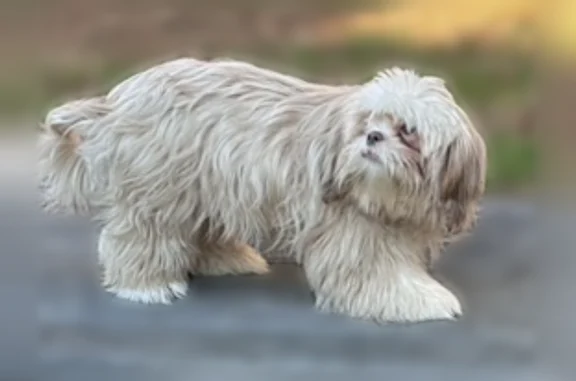 Lost dog, Winterberry Lane, South Kingstown - female shih tzu - photo