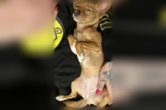 Lost dog, East Broadway, Logansport - very small and sweet - photo