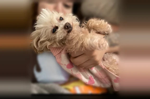 Lost dog, Bassler Street, North Las Vegas - female, brown and tan, about 7lbs - photo