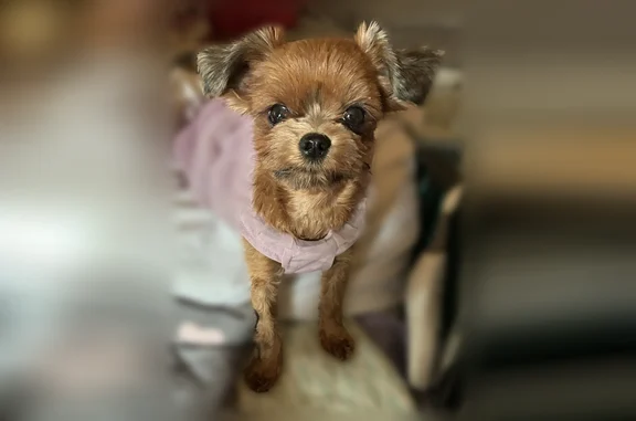Lost female dog, Hillcrest Road, 668, Milan - wearing pink dress - photo