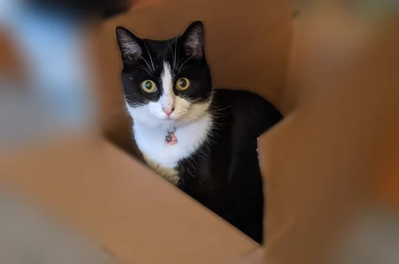Lost cat, Sandy Bank Road, 555, Ardmore - black and white tuxedo female - photo