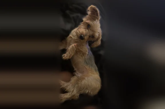 Lost dog, Phoenix, Arizona - medium/small tan and brown male - photo