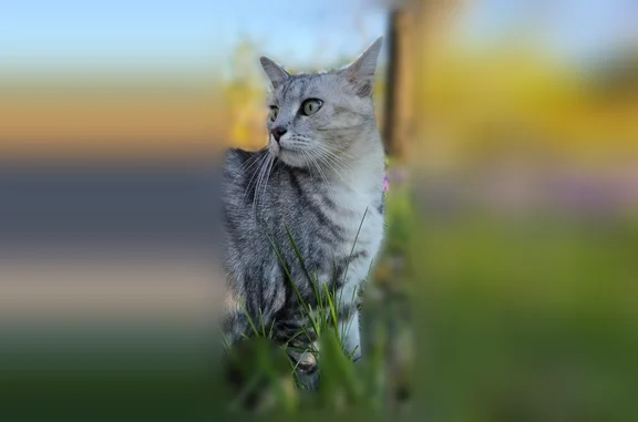 Lost cat, Tower Place, 717, Covington - 2 year old female gray tabby - photo