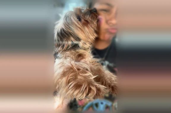 Lost dog, I 10, Pont Des Mouton, Breaux Bridge - female with pink collar - photo