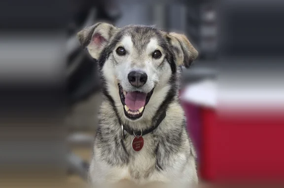Missing dog Midland, photo: Lost dog, Glen Road, Midland - grey husky