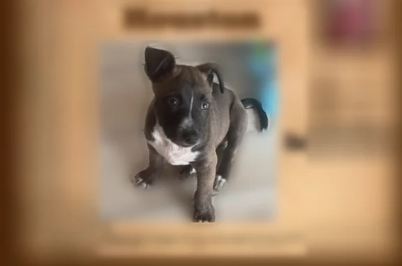 Lost dog, Navidad Drive, Mission Bend, Columbus - photo