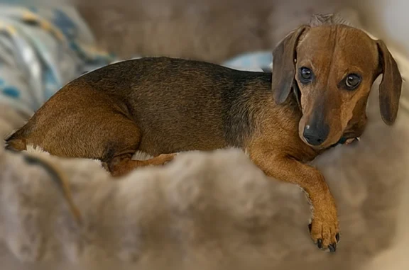 Lost dog, Homestead Meadows South, El Paso - male brown dachshund - photo