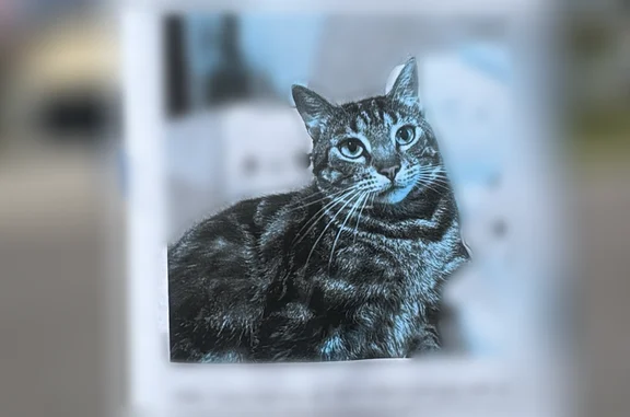 Lost and found pets Manhattan, photo: Lost male cat, East Longboat Boulevard, 5404, Tampa - black and gray with marble pattern