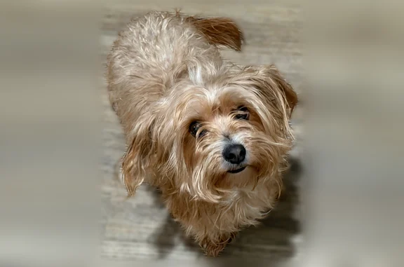 Lost and found pets Chicago, photo: Found female dog, East 63rd Street, Chicago - long tail, cut nails