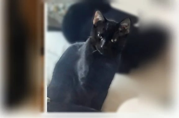 Lost cat, South Lovers Lane, Lone Jack - male, mostly black - photo