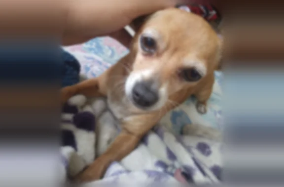 Missing dog Female, Prescott Valley (usl535681) - photo