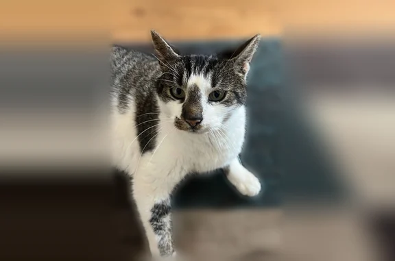 Lost cat, Grapevine Village, 50, Morgantown - female with tabby patches - photo