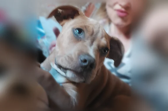 Lost dog, Commerce Street, Grenada - female with a star-shaped white spot - photo