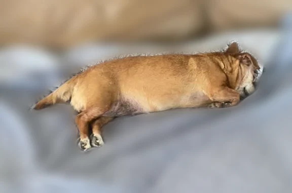 Lost dog, Laurel Park Avenue, Las Vegas - small chihuahua mix - photo