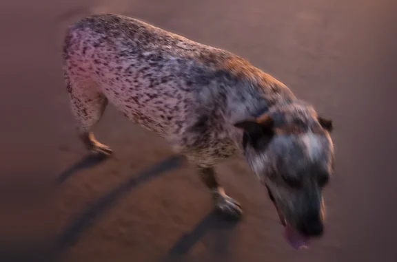 Lost and found pets Dallas, photo: Found male dog, Gladstone Drive, Dallas - wearing blue collar