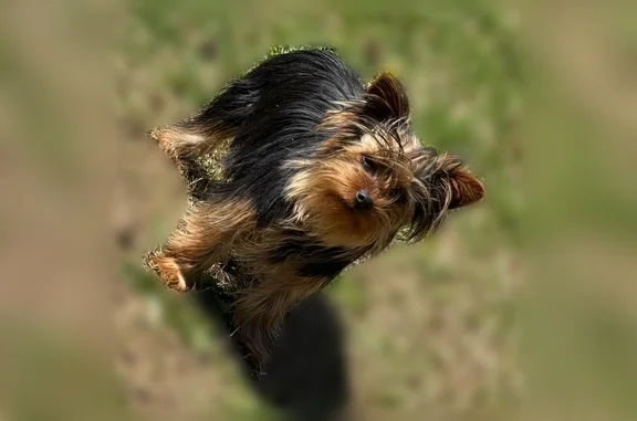 Lost and found pets Burlington, photo: Lost female dog, Albert Jeffries Road, Burlington - named Lilly